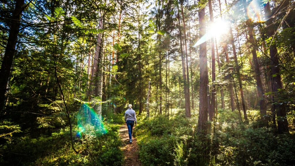 Schwarzwald Naturhighllight Bannwald Wuerzbacher Moor