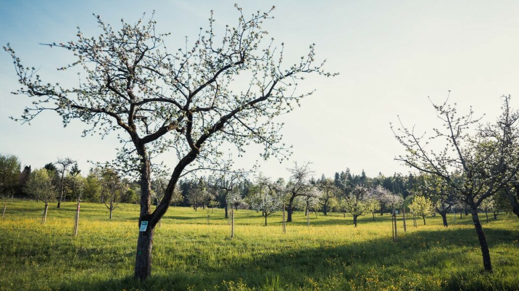 Schwarzwald Naturhighlight Streuobstwiesen im Heckengaeu