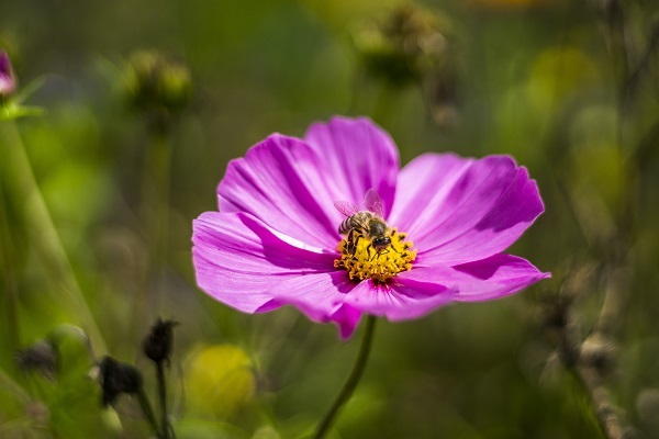 Schwarzwald Artenvielfalt Imkerei Bienen