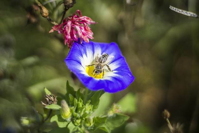 Schwarzwald Urlaub Natur Biene Blaue Blume