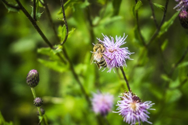 Schwarzwald Urlaub Natur Bienen