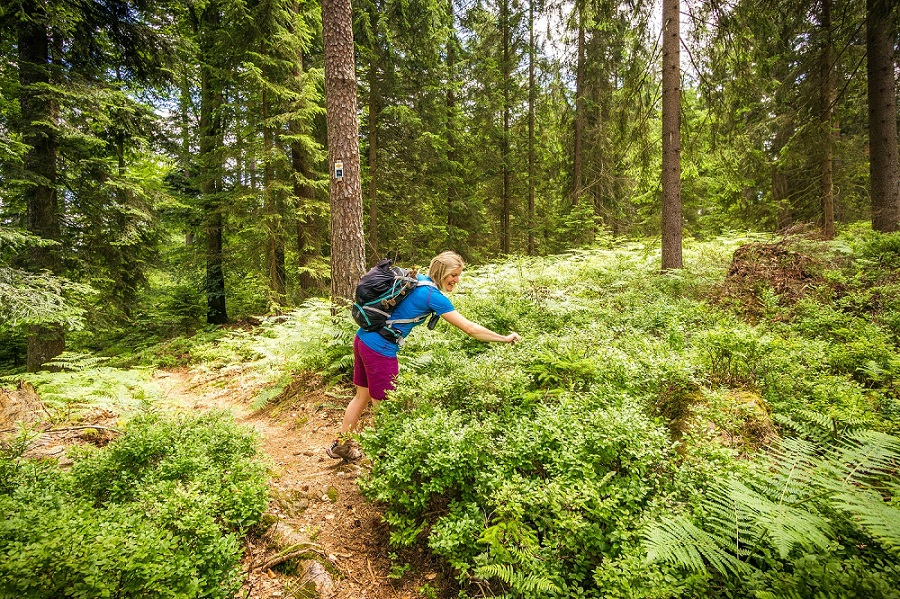 Schwarzwald Enzkloesterle Heidelbeerweg