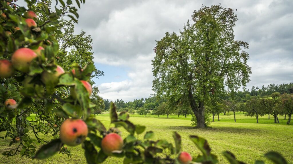 Schwarzwald Naturhighlight Heckengaeu Apfelbaum