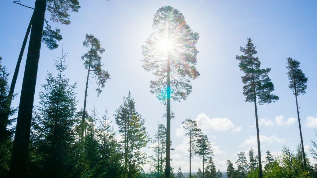 Schwarzwald Wellness Gesundheit Heilklimawandern