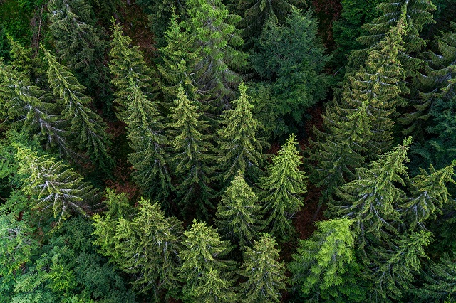 Schwarzwald Nördlicher Schwarzwald Urlaub