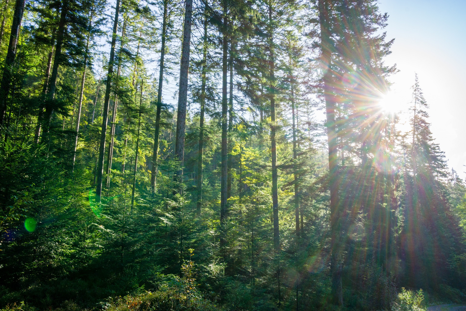 Schwarzwald Urlaub Wandern und Nachhaltigkeit