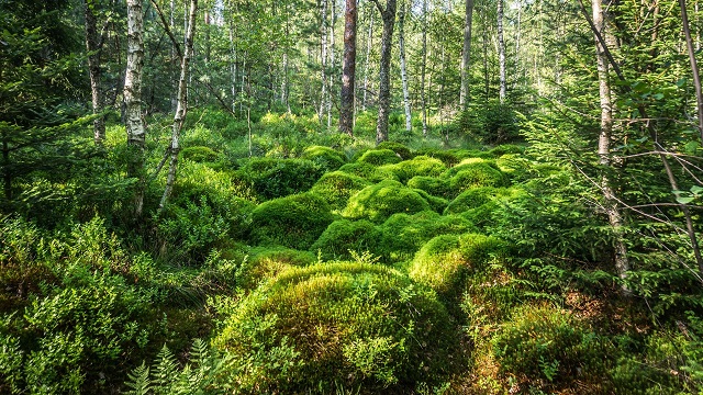 Schwarzwald Naturhighlights Wandern Würzbacher Moor