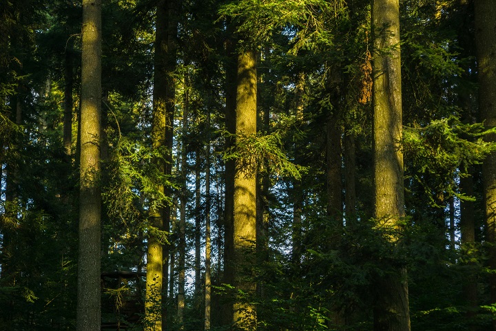 schwarzwald blog baum forst