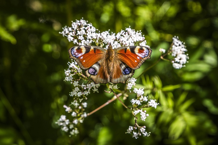 schwarzwald blog schmetterling