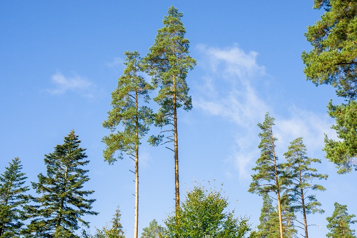 schwarzwald blog waldwirtschaft baum