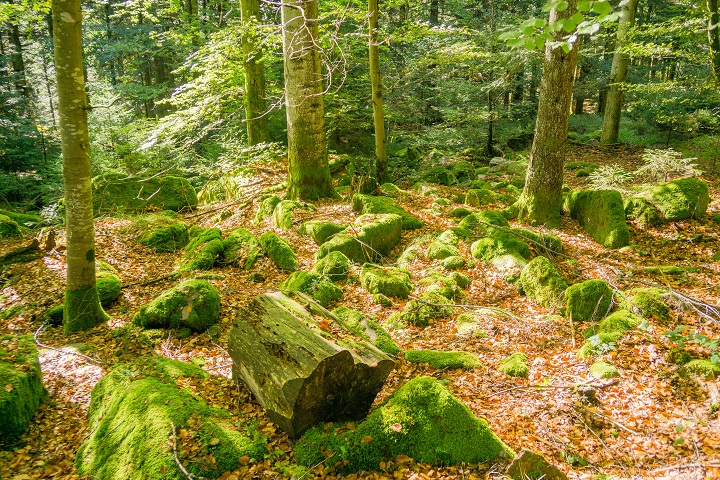 schwarzwald blog waldwirtschaft boden