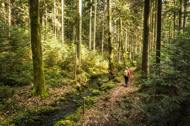 bach schwarzwald wandern