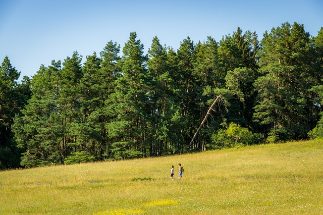 schwarzwald wandern urlaub heckengaeu