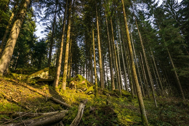 wandern schwarzwald urlaub wald