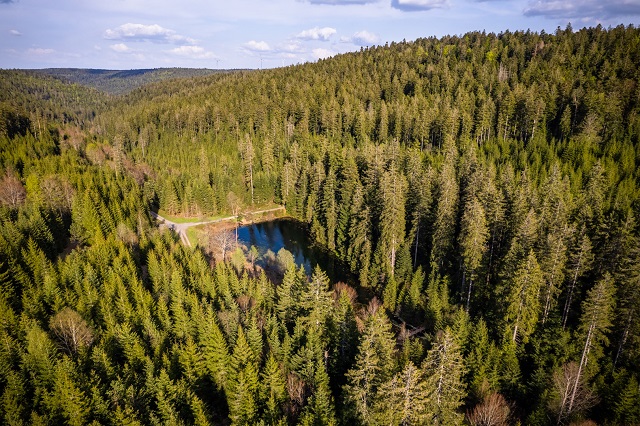 Schwarzwald Blog Forstrevier Enzklösterle Naturschutz