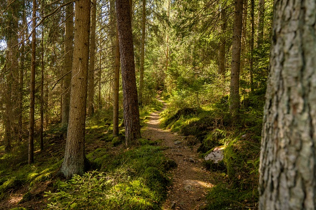 Schwarzwald Blog Forstrevier Enztal Enzklösterle