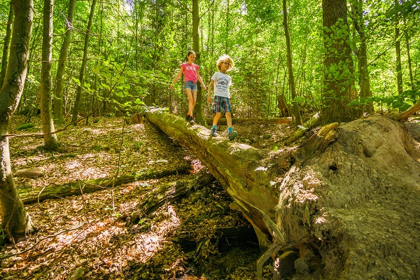 Schwarzwald Familienurlaub Wildkatzen Walderlebnis