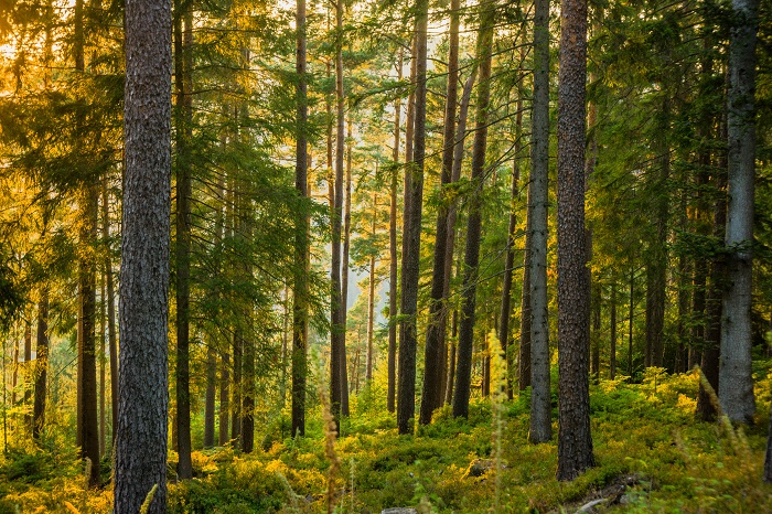 Schwarzwald Urlaub Blog Thomas Bertsch Heidelbeerweg