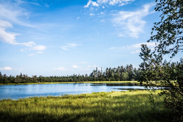 Schwarzwald Hochmoor Kaltenbronn Wildsee