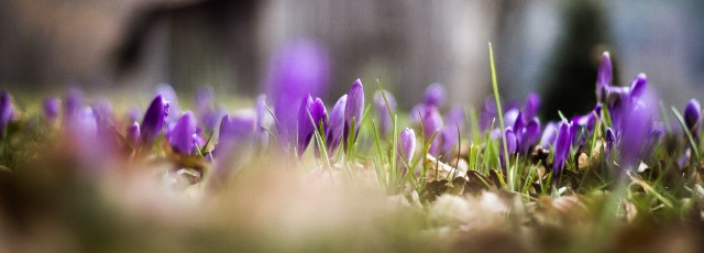 Schwarzwald Natur Urlaub Krokusse Zavelstein